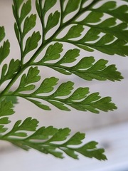 Davallia griffithiana