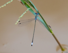 Lestes forficula