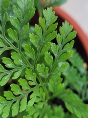 Davallia griffithiana