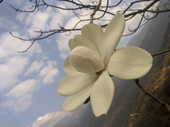 Magnolia campbellii