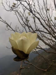 Magnolia campbellii