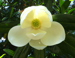 Magnolia grandiflora