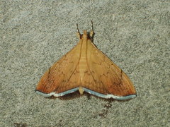 Hyalobathra
