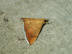 Hyalobathra