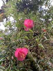 Philesia magellanica