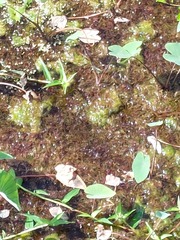 Egeria densa