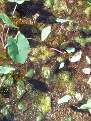 Egeria densa