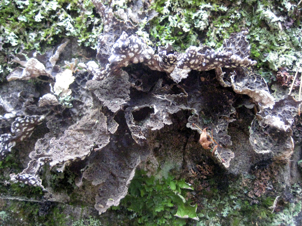 Smoker's Lung Lichen