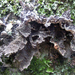 Smoker's Lung Lichen - Photo (c) Omphalina, some rights reserved (CC BY-NC-SA)