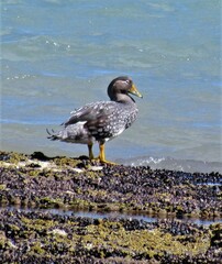 Tachyeres patachonicus