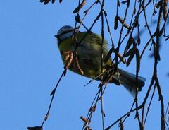 Cyanistes caeruleus
