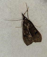 Uresiphita reversalis