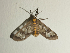 Eressa confinis