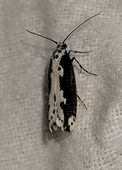 Ethmia semilugens