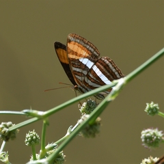 Adelpha syma