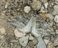 Perizoma custodiata