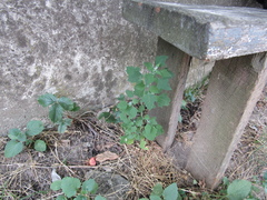Chenopodium opulifolium