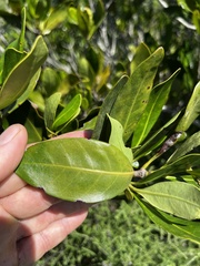 Alberta magna