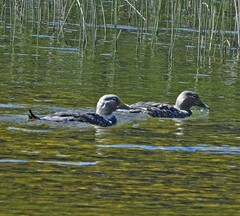 Tachyeres patachonicus