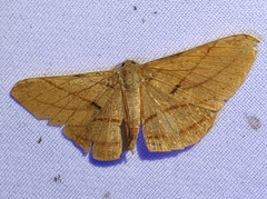 Dalima patularia