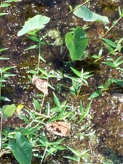 Egeria densa