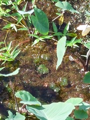 Egeria densa
