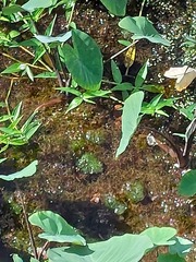 Egeria densa