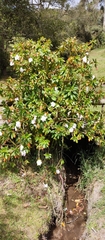 Impatiens sodenii