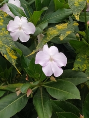 Impatiens sodenii