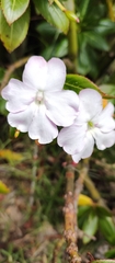 Impatiens sodenii