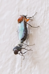 Dilophus tibialis breviceps