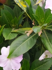 Impatiens sodenii