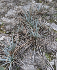 Yucca pallida