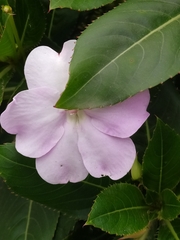Impatiens sodenii
