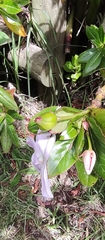Impatiens sodenii