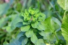 Euphorbia helioscopia