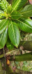 Impatiens sodenii