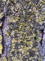Candelariaceae