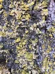 Candelariaceae