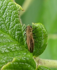 Agrilus cuprescens