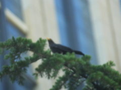 Turdus mandarinus