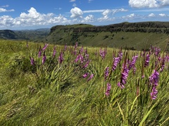 Watsonia densiflora