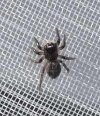 Euophrys