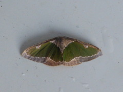 Celenna festivaria