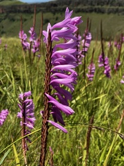 Watsonia densiflora