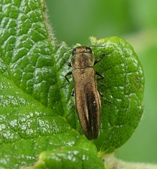 Agrilus cuprescens