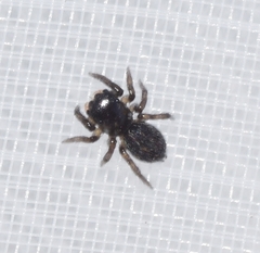 Euophrys