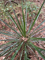 Yucca aloifolia