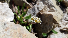 Ivesia utahensis