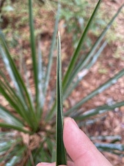 Yucca aloifolia
